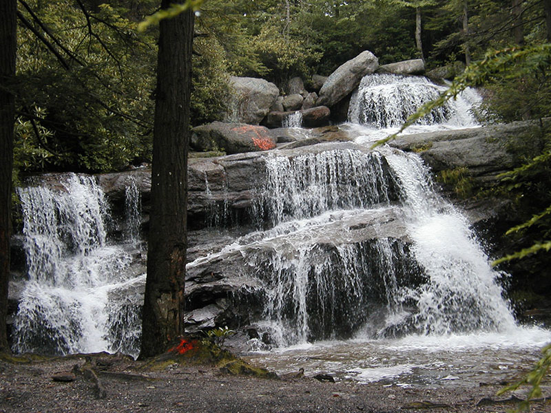 Trees With Water